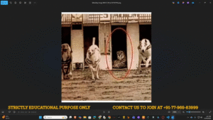 Photo of a cheetah hidden in a kennel among dogs, circled to highlight the cheetah in the pack.